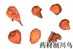 川乌